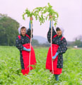 写真：守口大根を手に持ってポーズする人