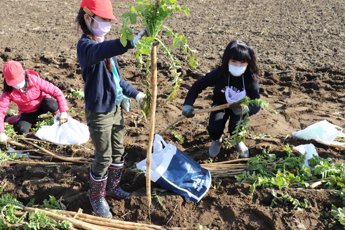 児童が守口大根を収穫する様子