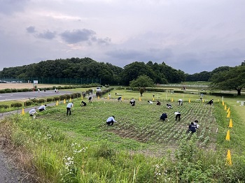 草抜き