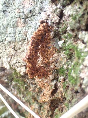 フラス（フンと木くずが混ざったもの）（写真提供：愛知県）