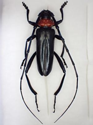 「クビアカツヤカミキリ」の成虫（写真提供：愛知県）
